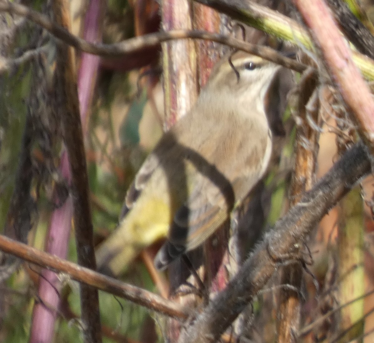 Palm Warbler - ML643237654