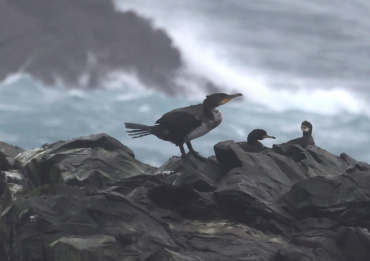 Grand Cormoran - ML643237660