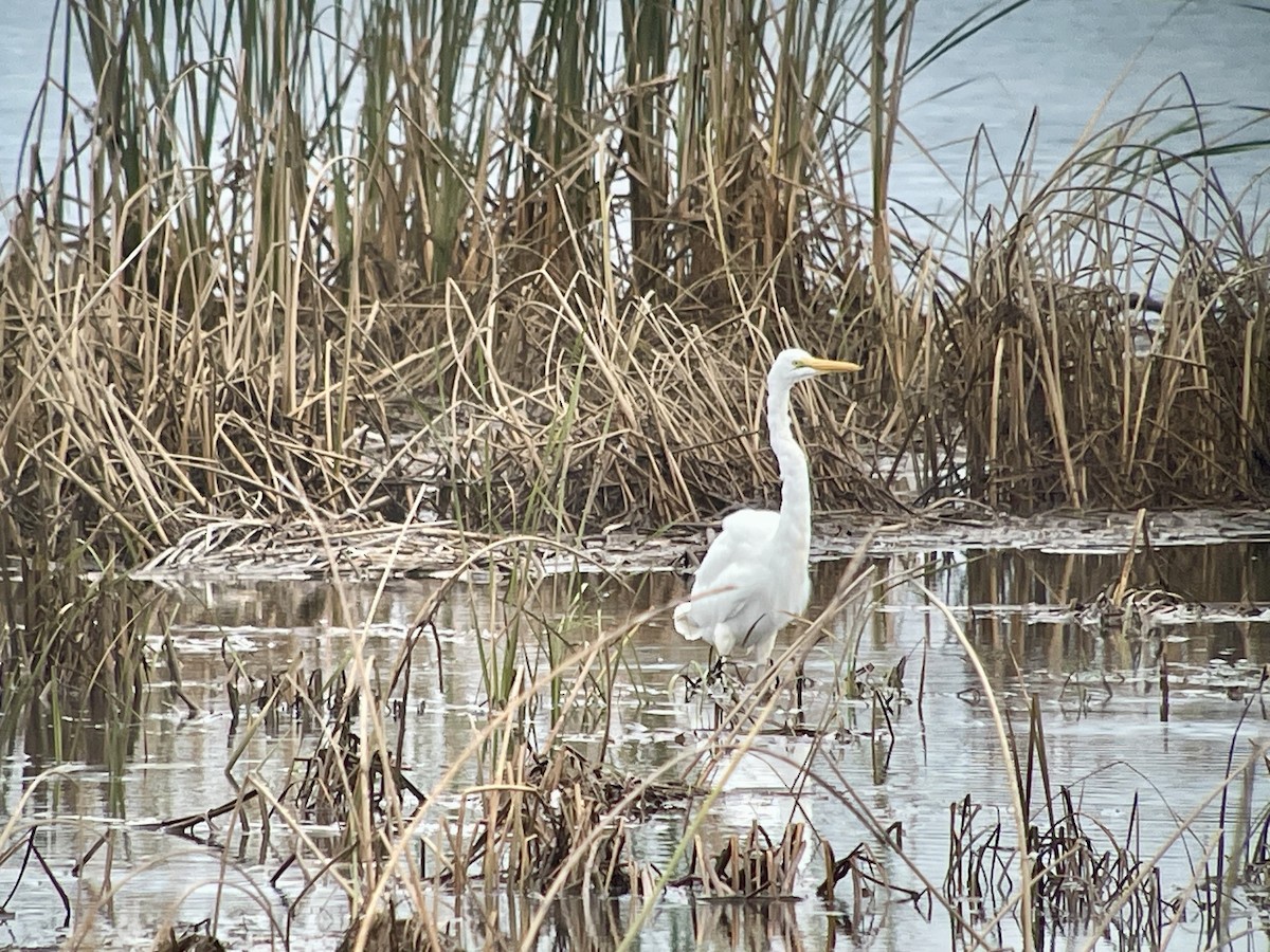 Great Egret - ML643237661