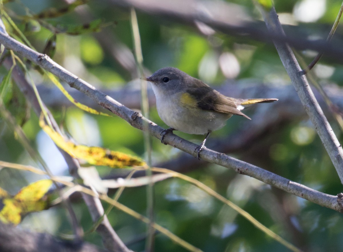 American Redstart - ML643237664