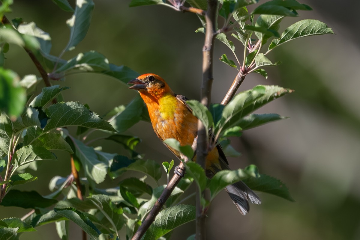 Flame-colored Tanager - ML643237696