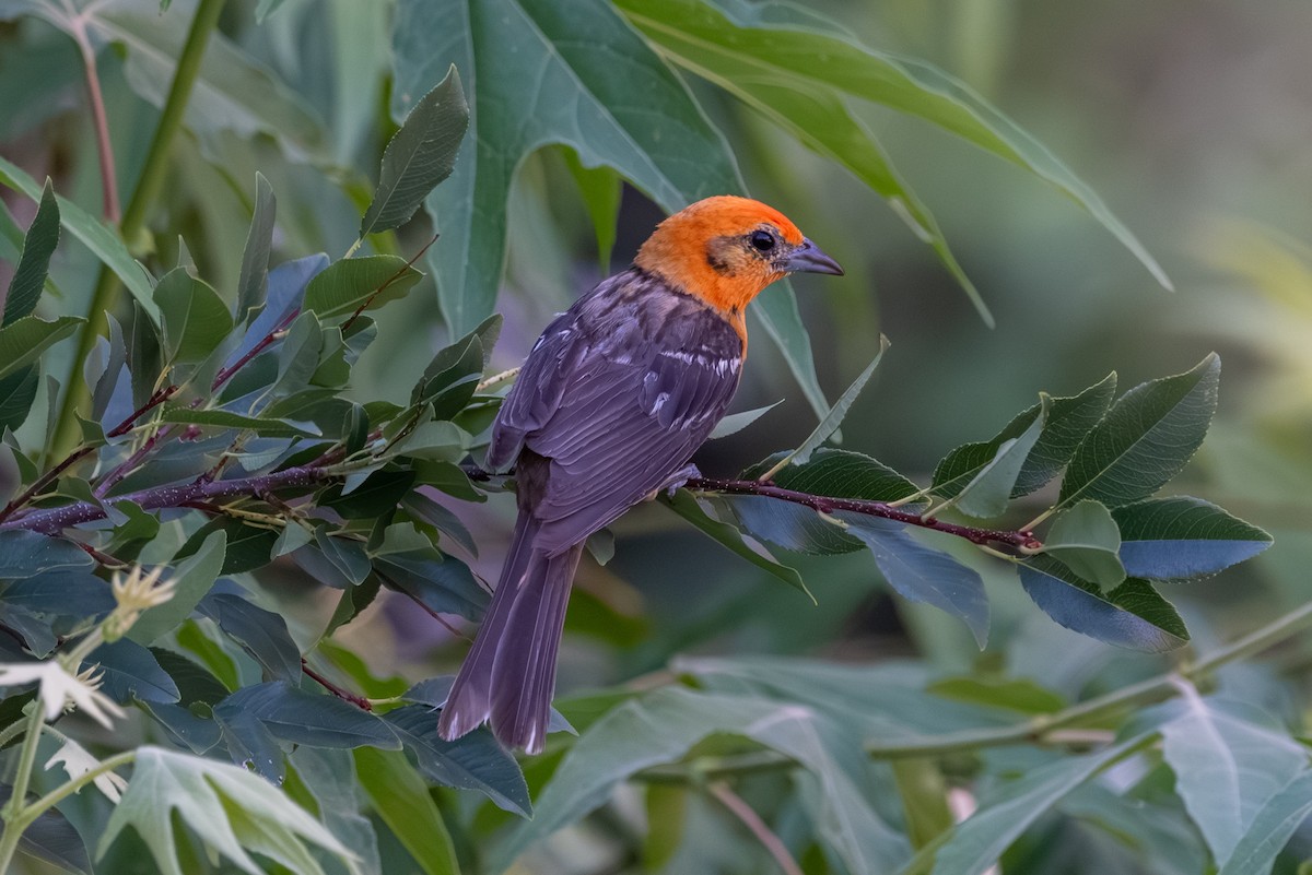 Flame-colored Tanager - ML643237712