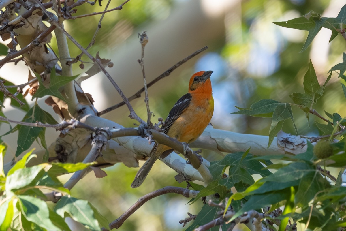 Flame-colored Tanager - ML643237717