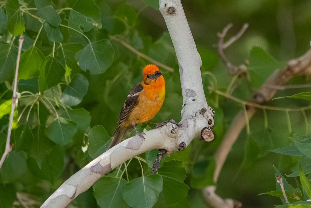 Flame-colored Tanager - ML643237722