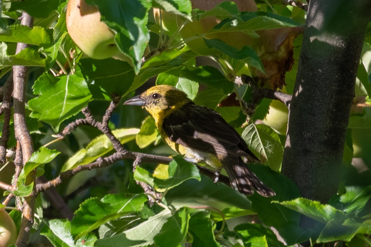 Flame-colored Tanager - ML643237743