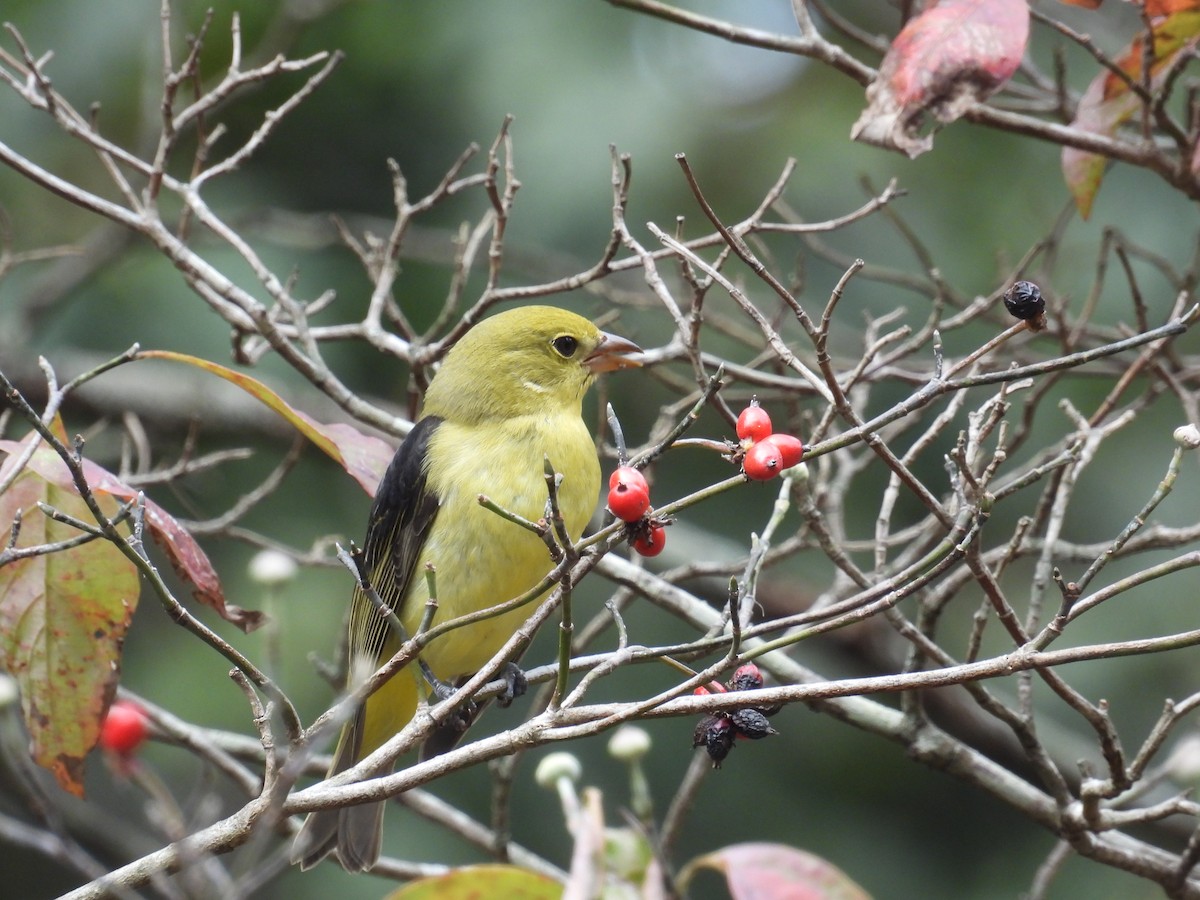 Scarlet Tanager - ML643237744