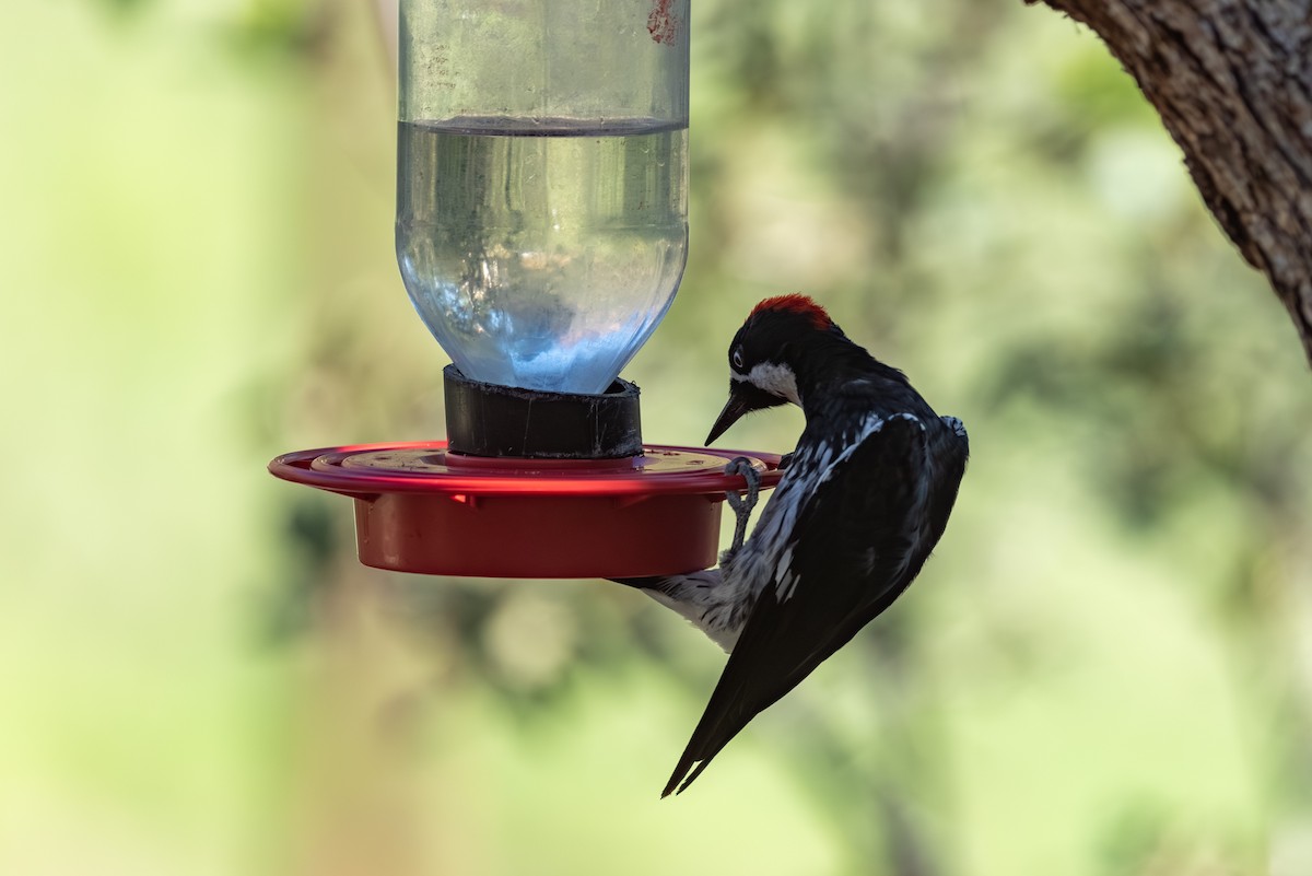 Acorn Woodpecker - ML643237753