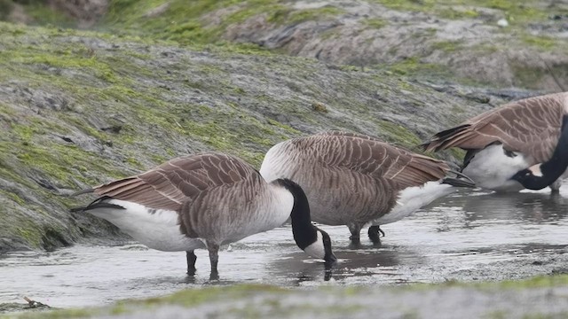 Canada Goose - ML643237765