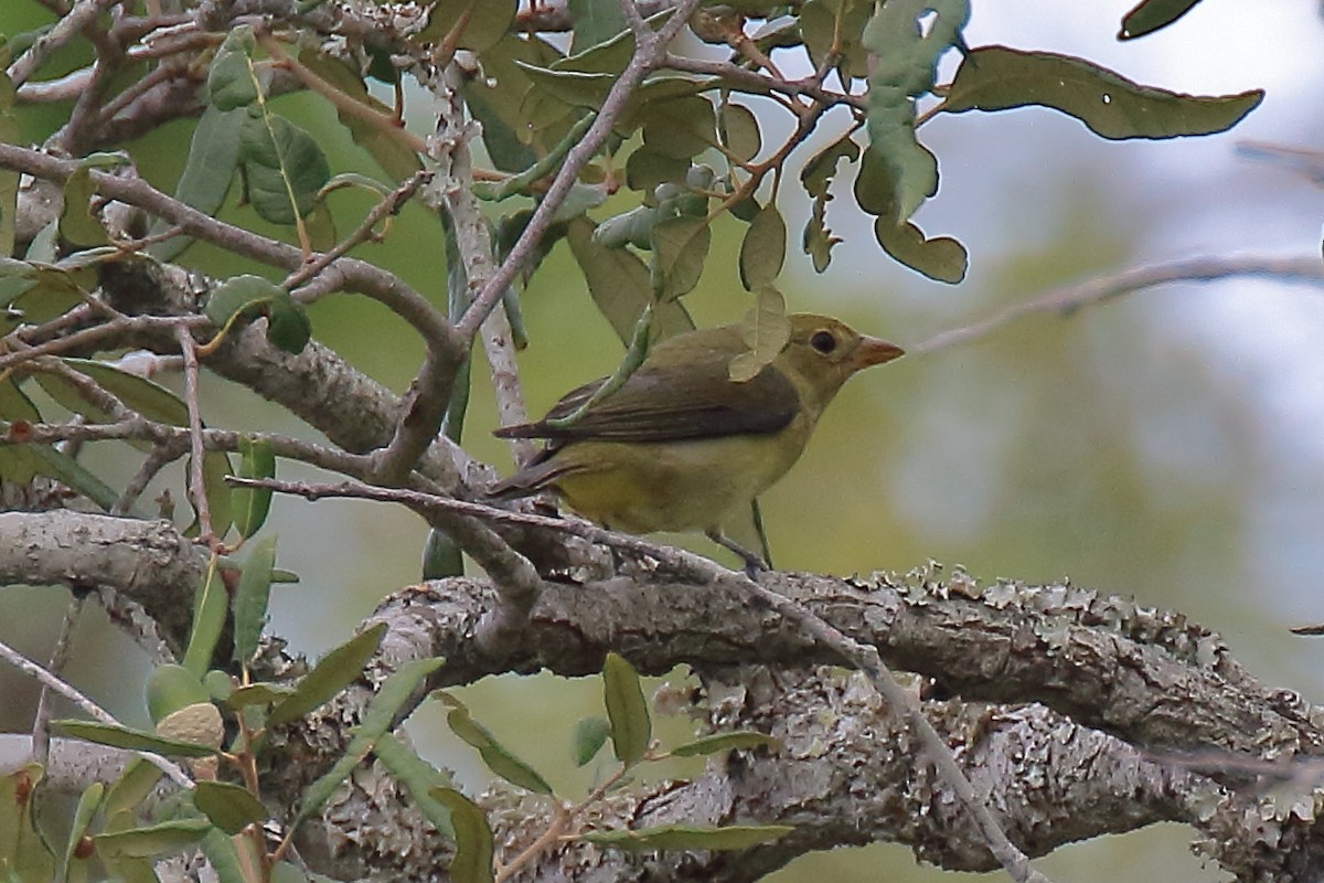 Scarlet Tanager - ML643237772
