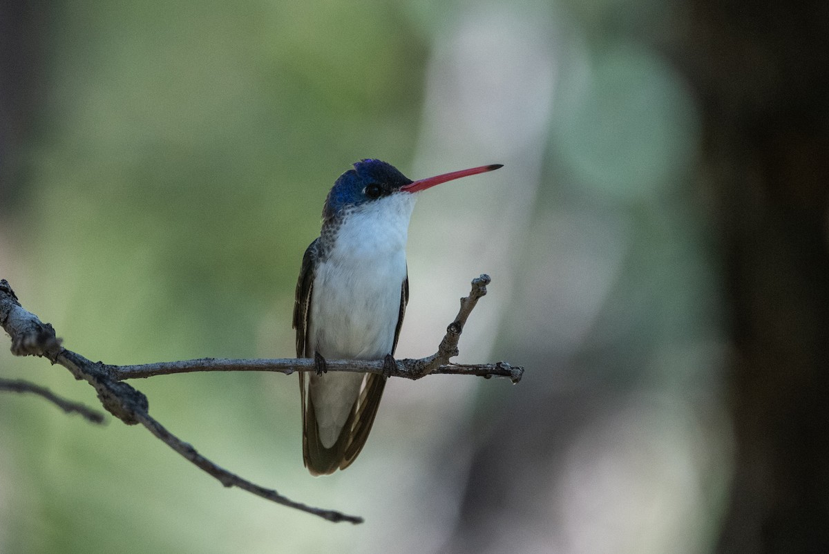 Violet-crowned Hummingbird - ML643237773