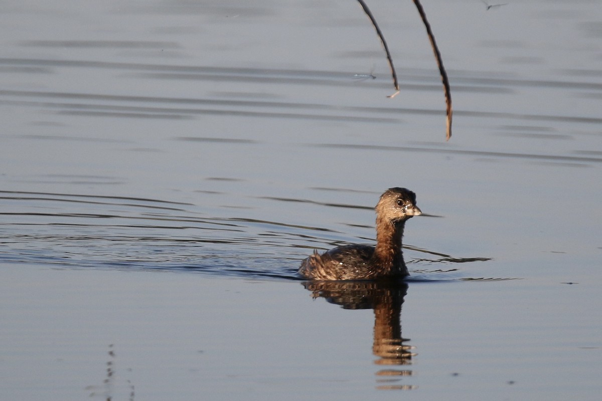 Pied-billed Grebe - ML643237777