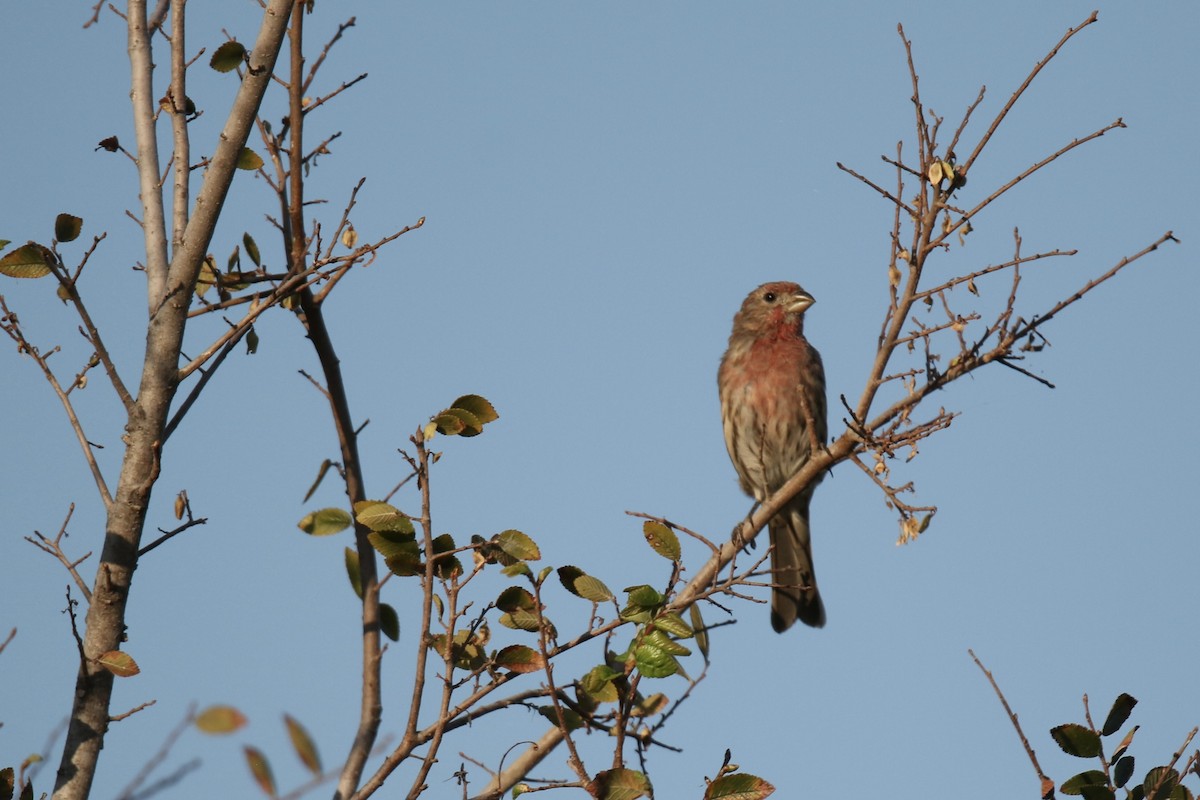 House Finch - ML643237786