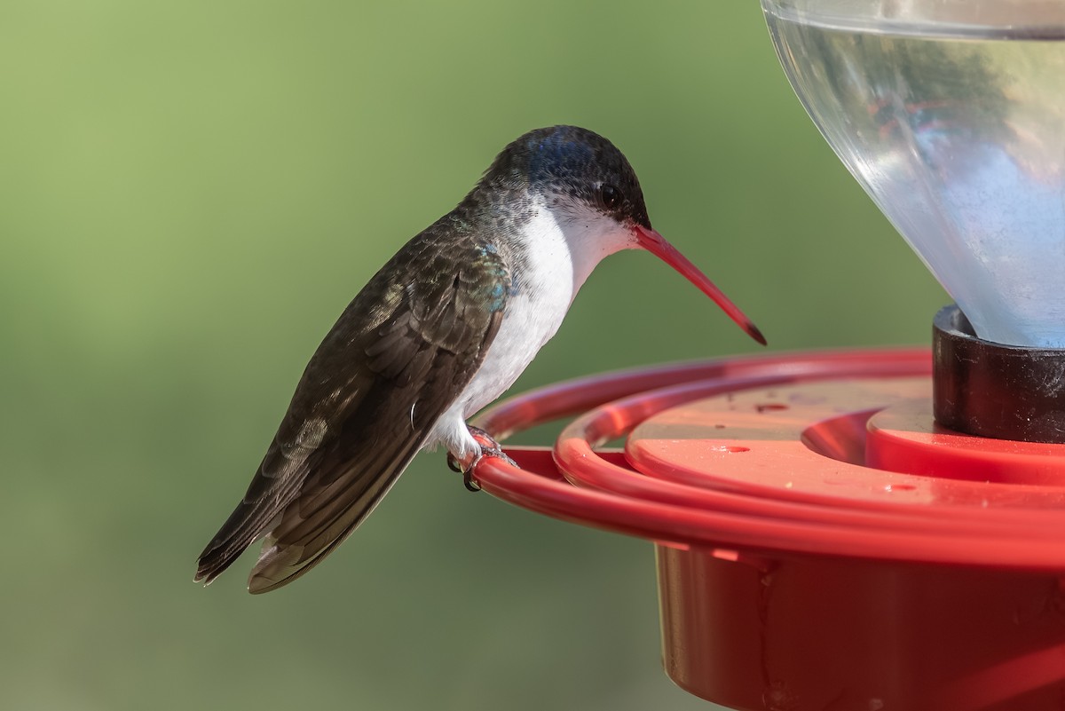 Violet-crowned Hummingbird - ML643237797