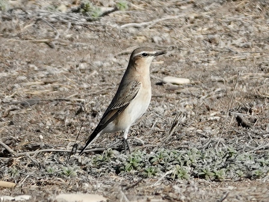 Isabelline Wheatear - ML643237802