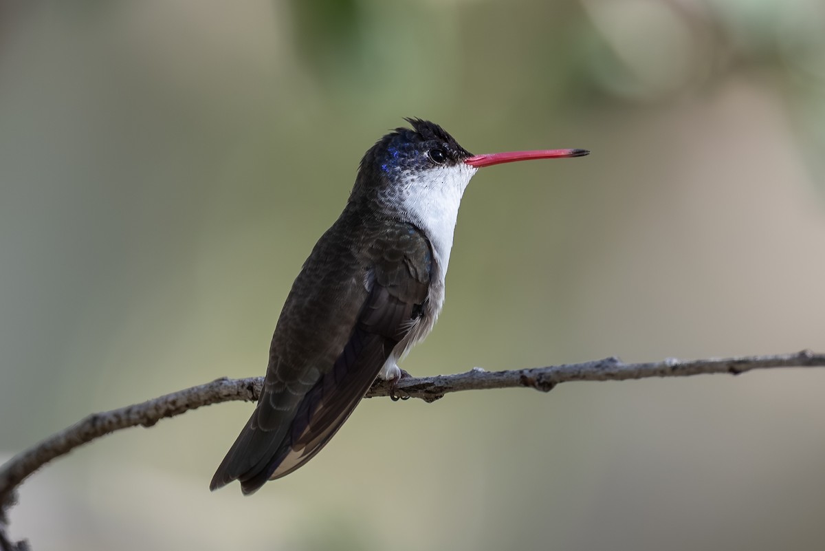 Violet-crowned Hummingbird - ML643237803