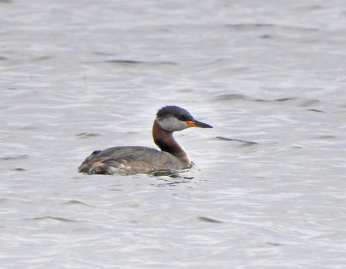 Red-necked Grebe - ML643237832