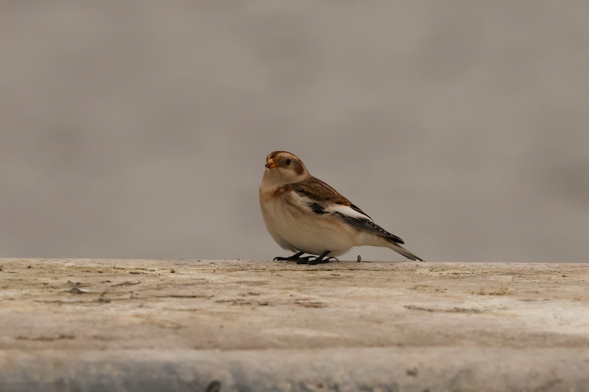 Snow Bunting - ML643237837
