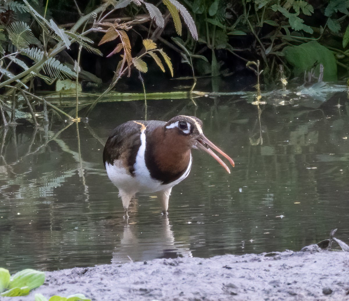 Aguatero Bengalí - ML643237845