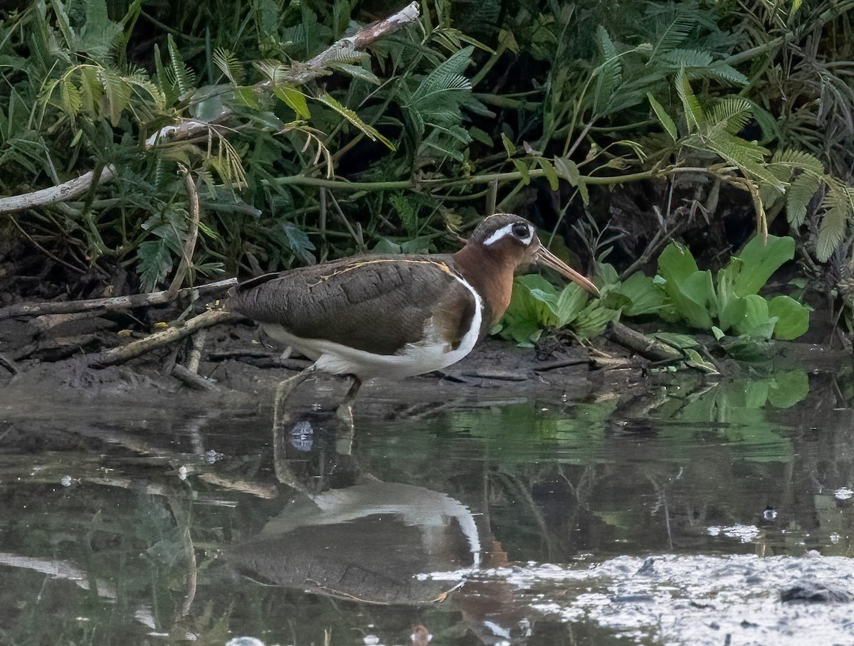 Aguatero Bengalí - ML643237849
