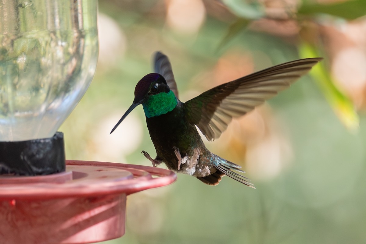 Rivoli's Hummingbird - ML643237850