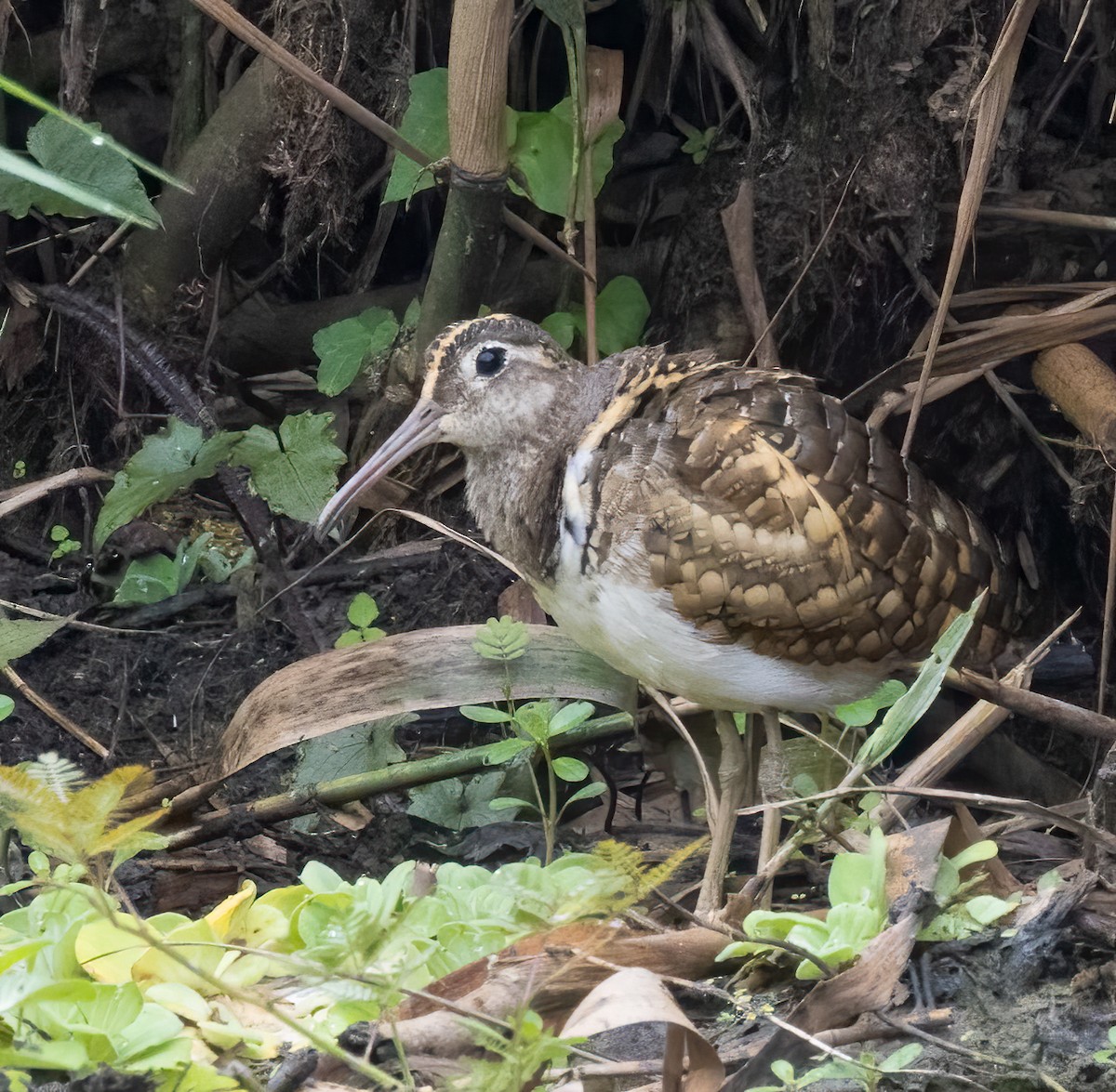 Aguatero Bengalí - ML643237854