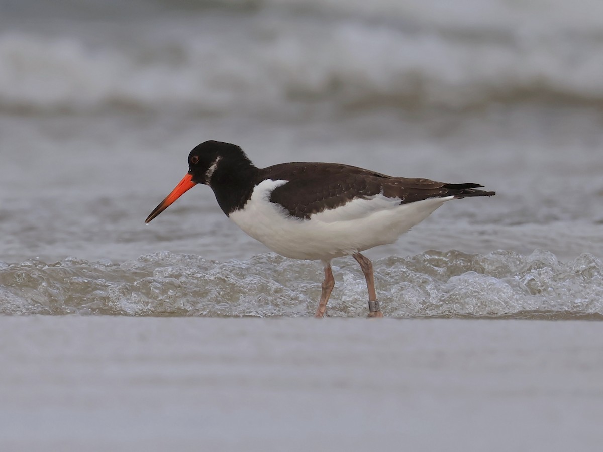 Eurasian Oystercatcher - ML643237895