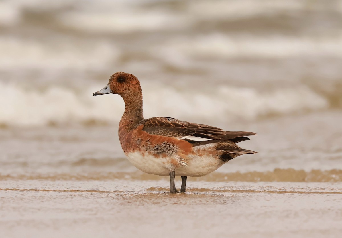 Eurasian Wigeon - ML643237902