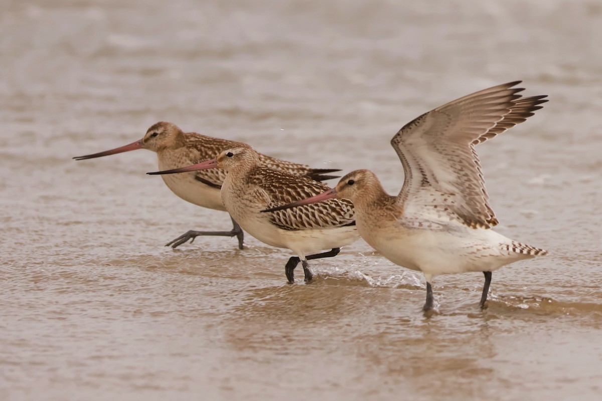 Bar-tailed Godwit - ML643237908