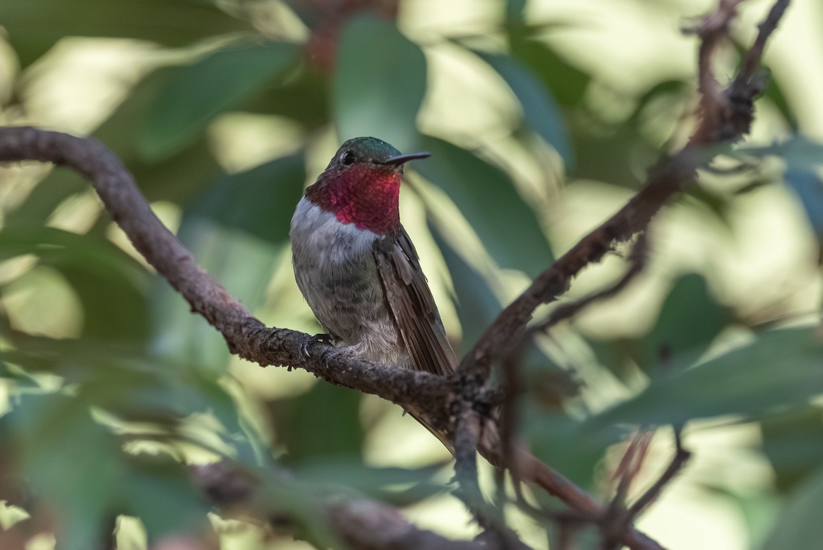 Broad-tailed Hummingbird - ML643237914