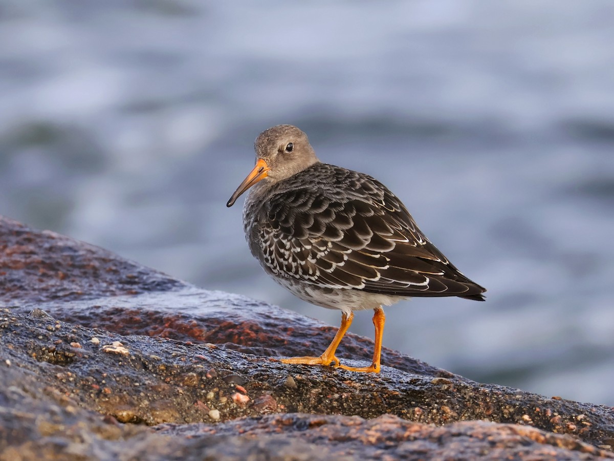 Purple Sandpiper - ML643237920