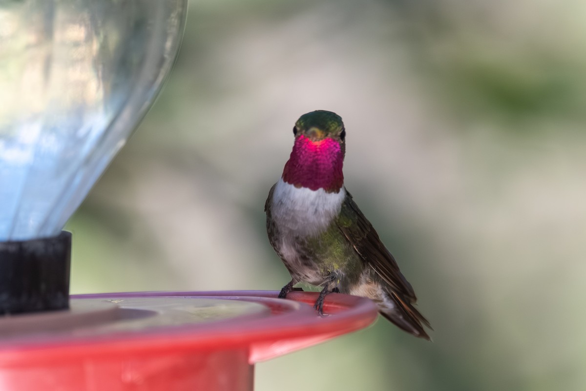 Broad-tailed Hummingbird - ML643237923