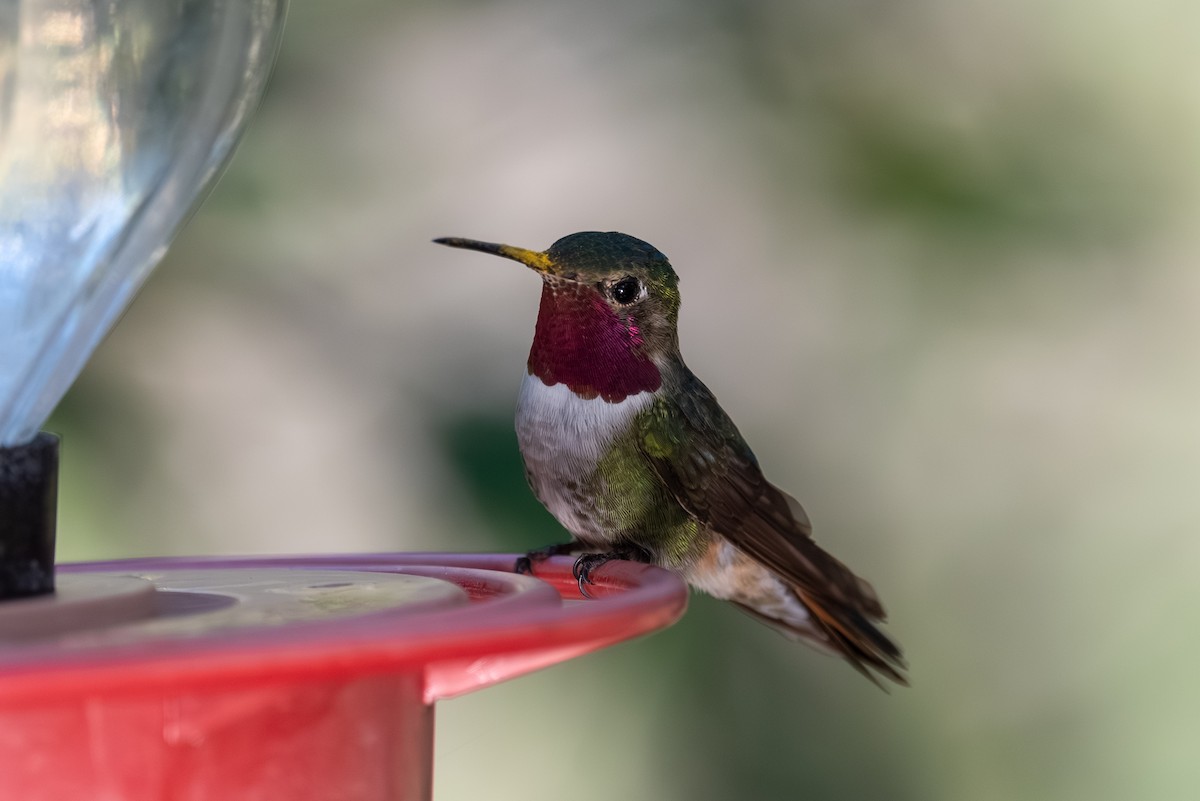 Broad-tailed Hummingbird - ML643237924