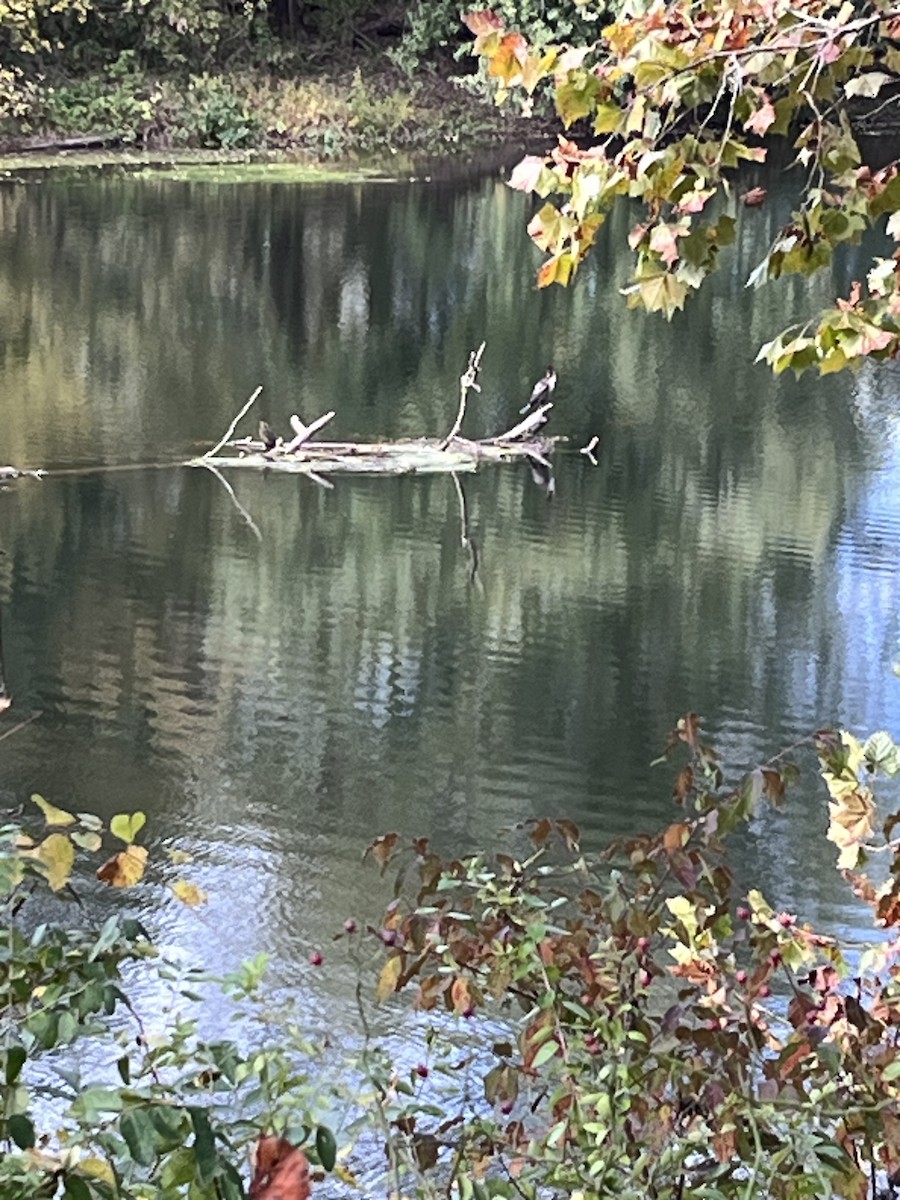 Cormorano - ML643237932