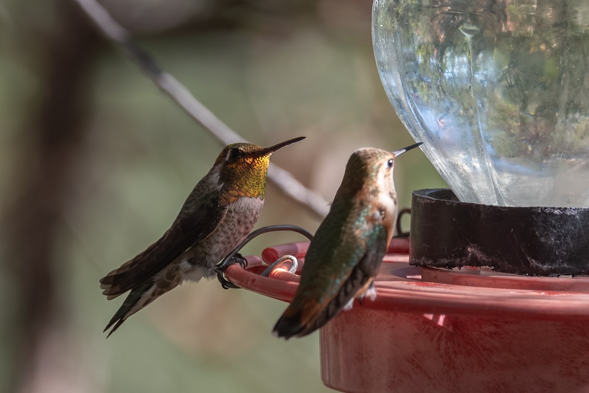 Rufous Hummingbird - ML643237936