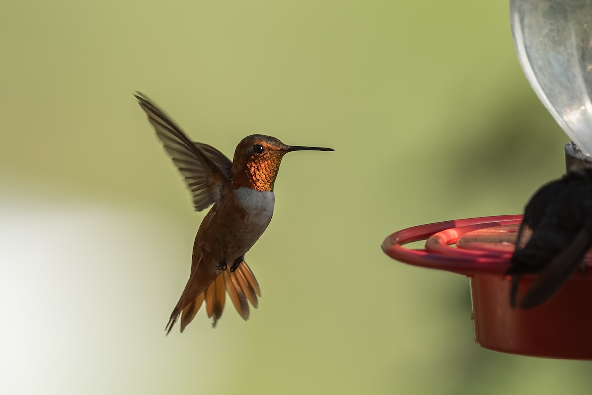 Rufous Hummingbird - ML643237948