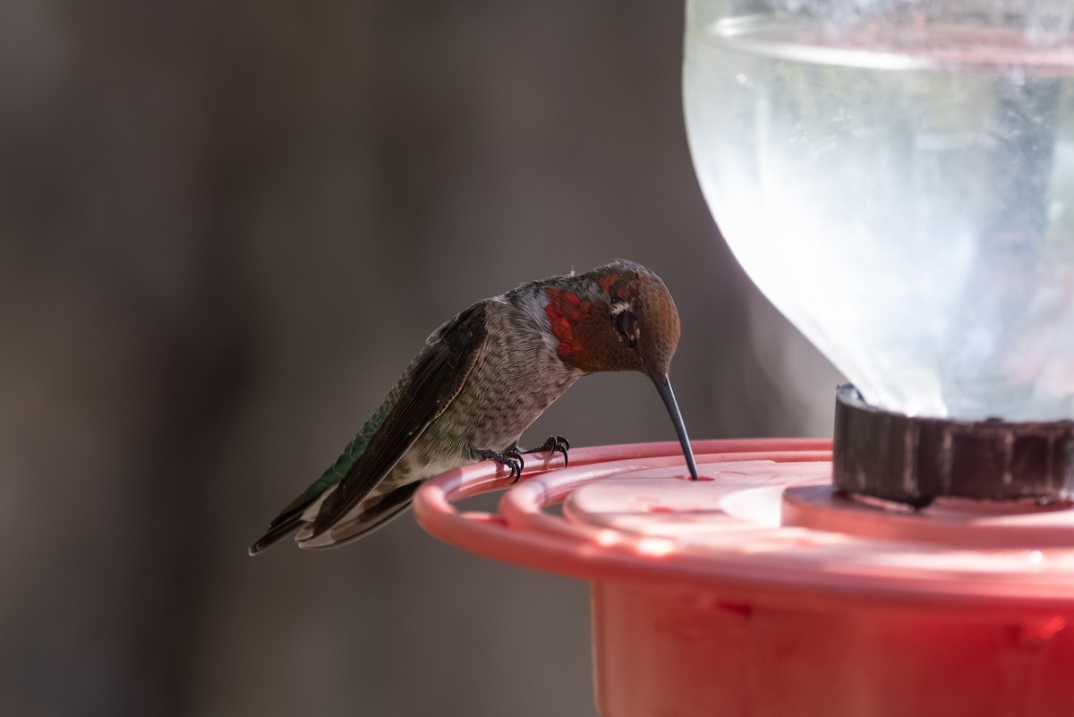 Anna's Hummingbird - ML643237961