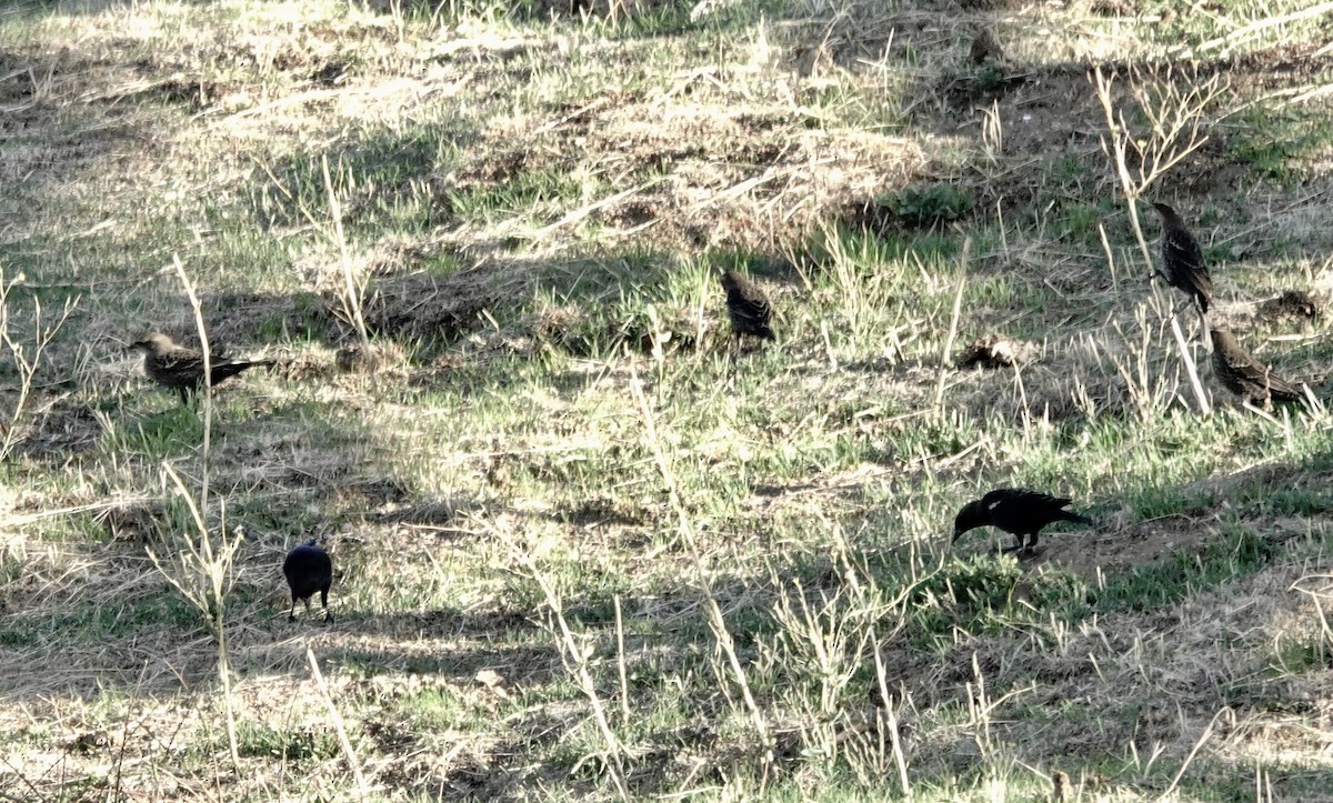 Tricolored Blackbird - ML643237964