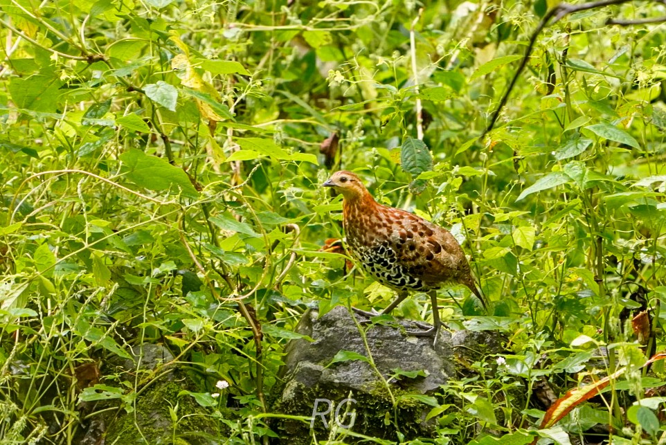 Mountain Bamboo-Partridge - ML643237970