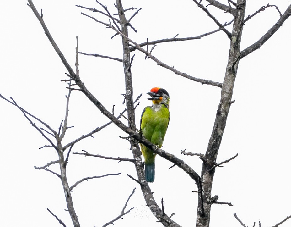 Golden-throated Barbet - ML643237981