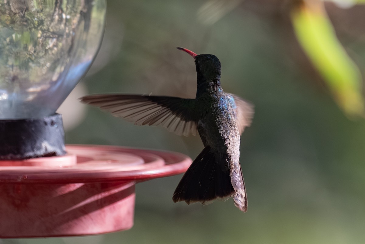 Broad-billed Hummingbird - ML643237992