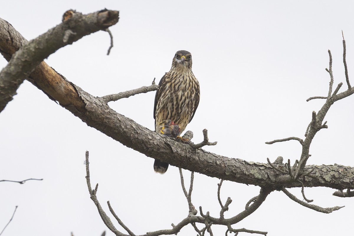 Merlin - ML643238001