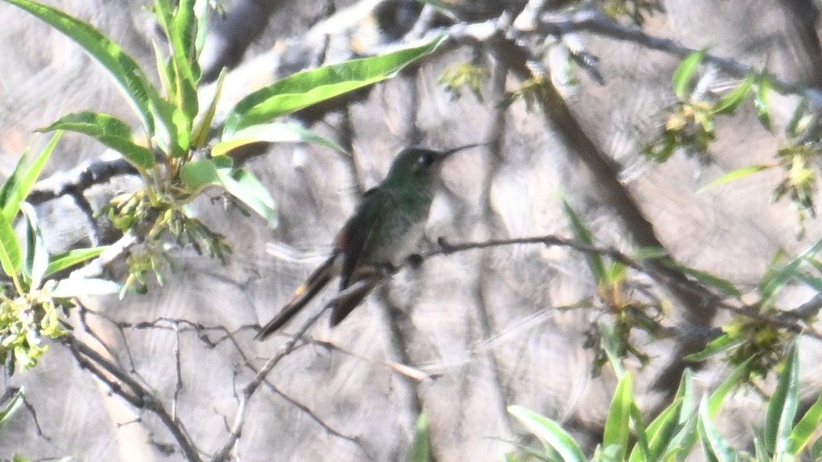 Red-tailed Comet - ML643238038