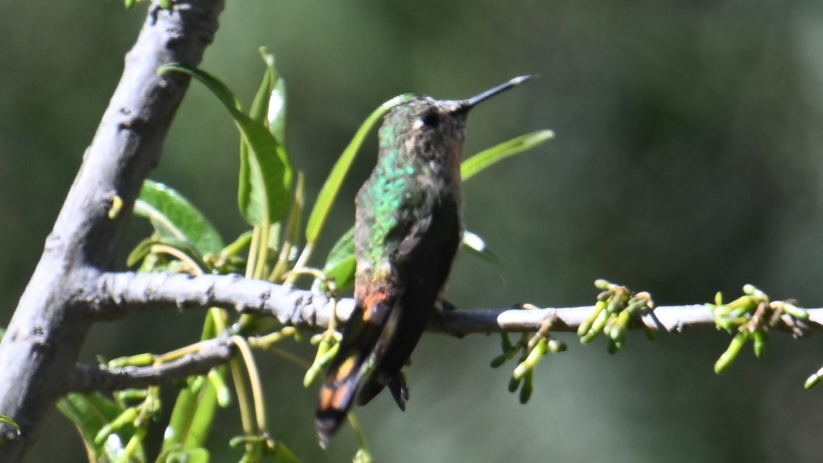 Red-tailed Comet - ML643238042