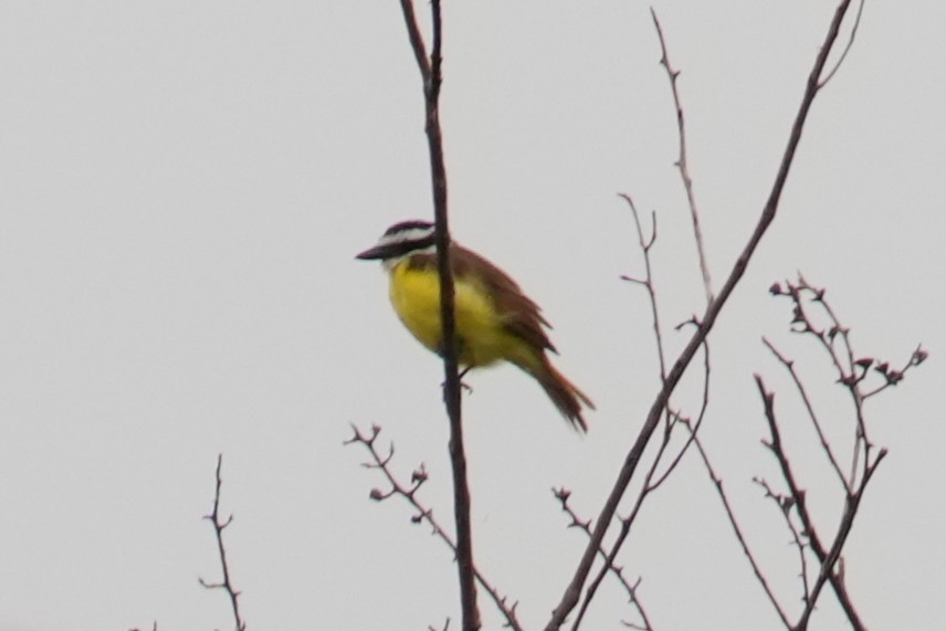 Great Kiskadee - Brad Porter