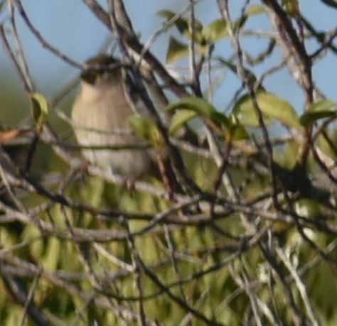 Moineau domestique - ML643238057