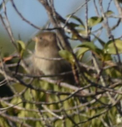 Moineau domestique - ML643238063