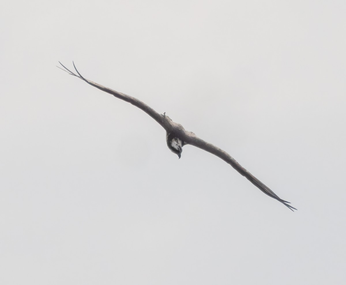 Águila Pescadora - ML643238066