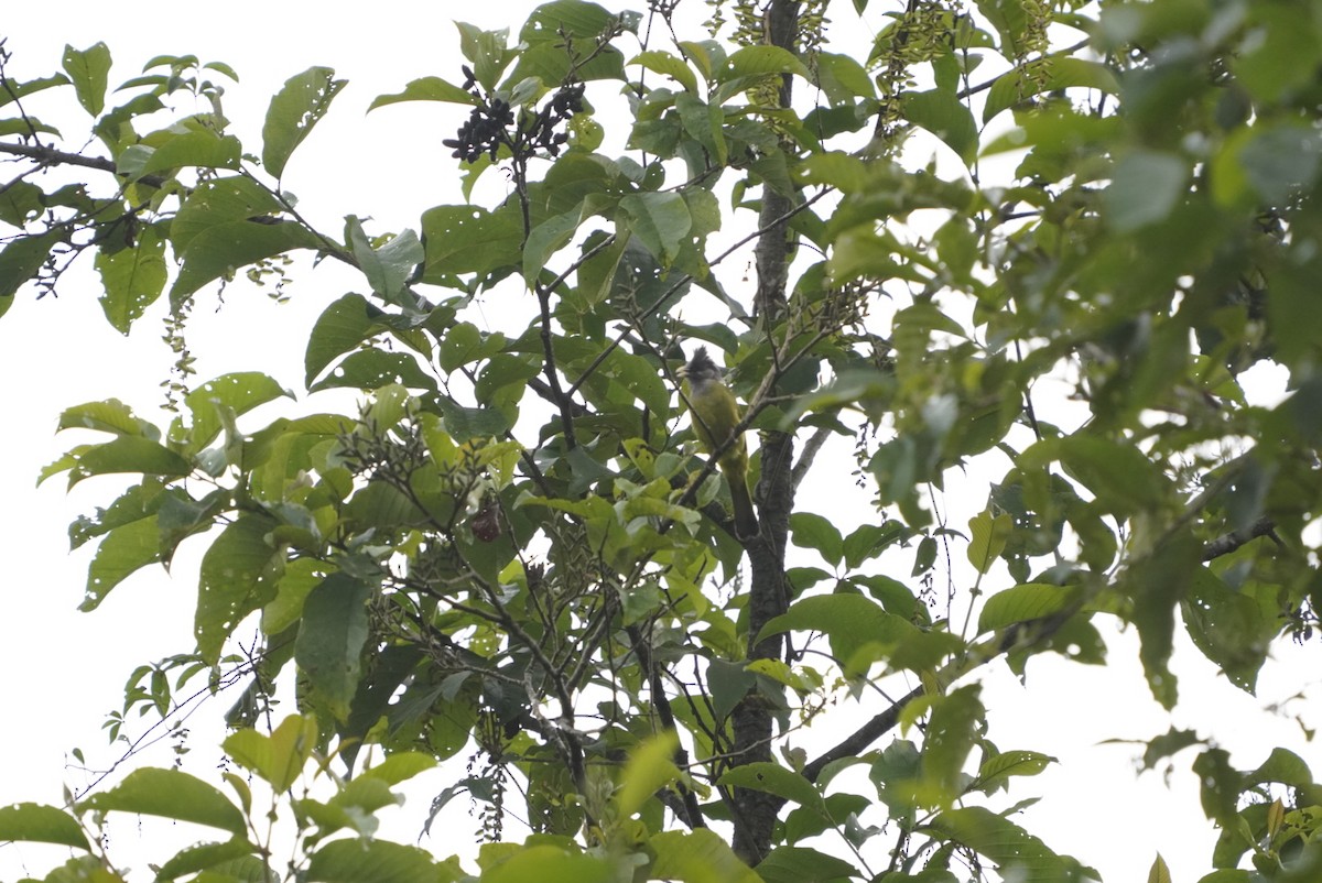 Crested Finchbill - ML643238075