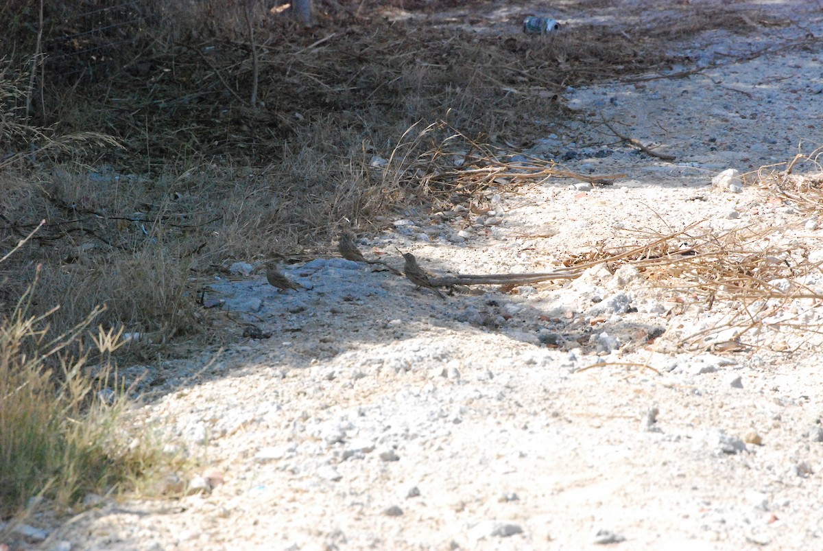 Cretzschmar's Bunting - ML643238083