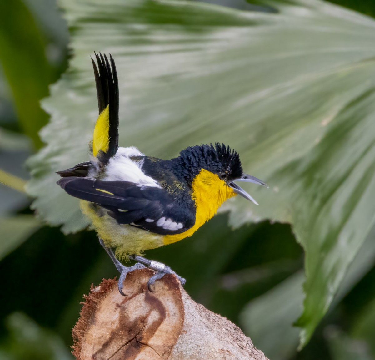 Iora Común - ML643238086